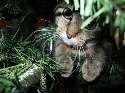 cat in tree